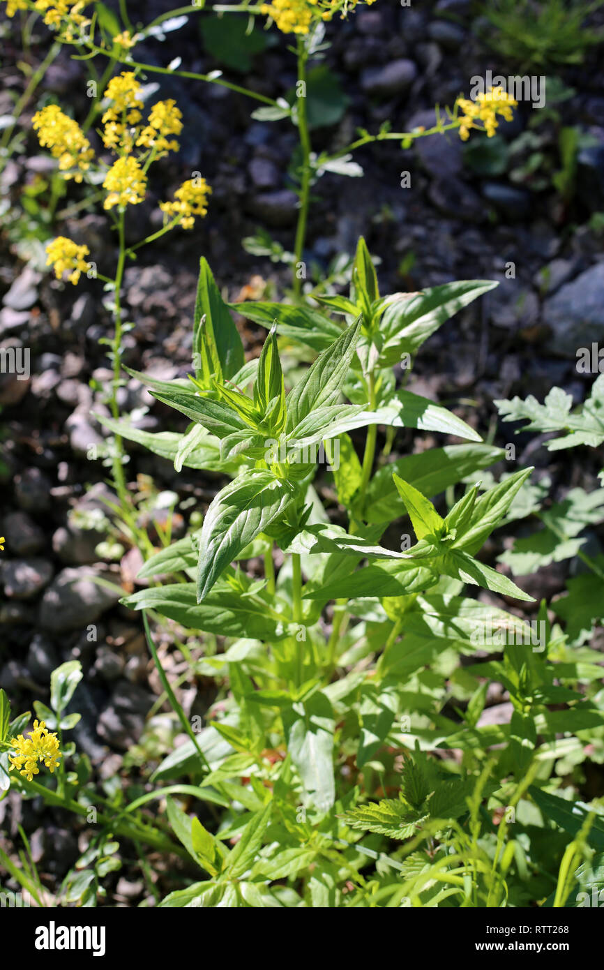 Schöne grüne grüne Pflanzen und gelbe Blumen wiese in Finnland. An einem sonnigen Frühlingstag fotografiert. Closeup Foto. Farbe Bild. Stockfoto