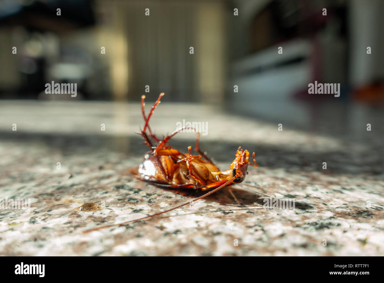 Tote Kakerlake auf, Schädlingsbekämpfung Konzept Stockfoto