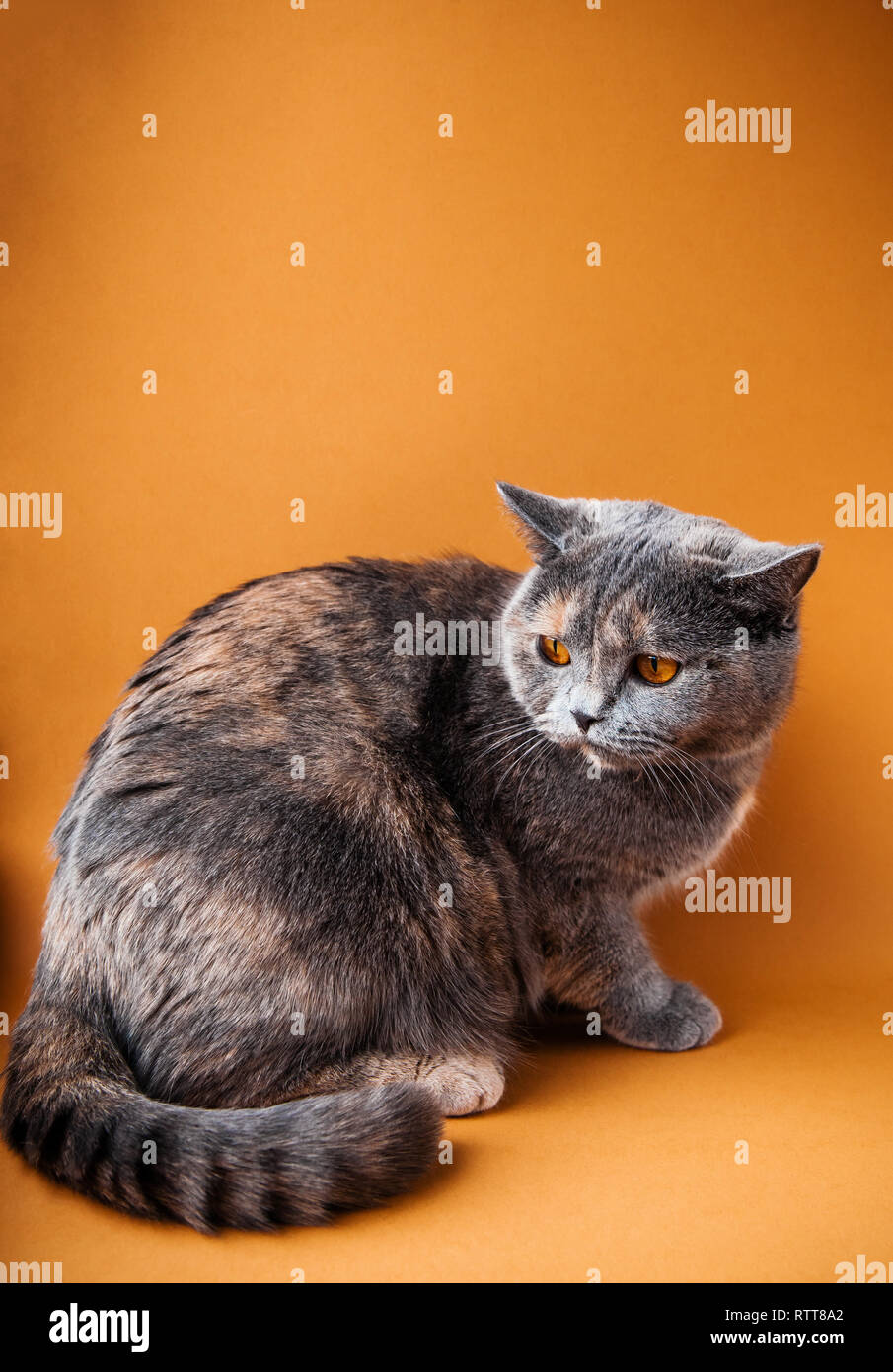 Grau britische Katze mit mit Licht spotsand orange Augen auf orangefarbenem Hintergrund Stockfoto
