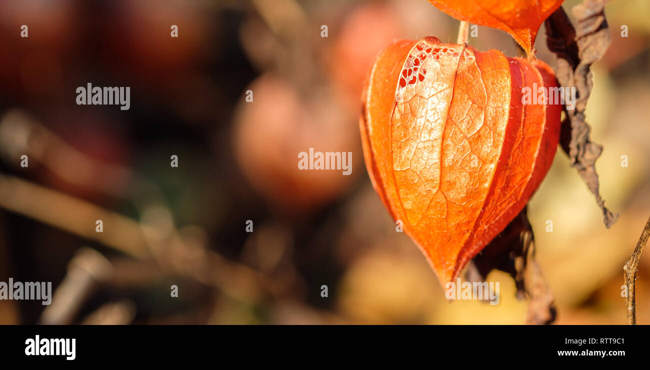 Orange Blume solanum Anlage physalis im Herbst als Nahaufnahme Stockfoto