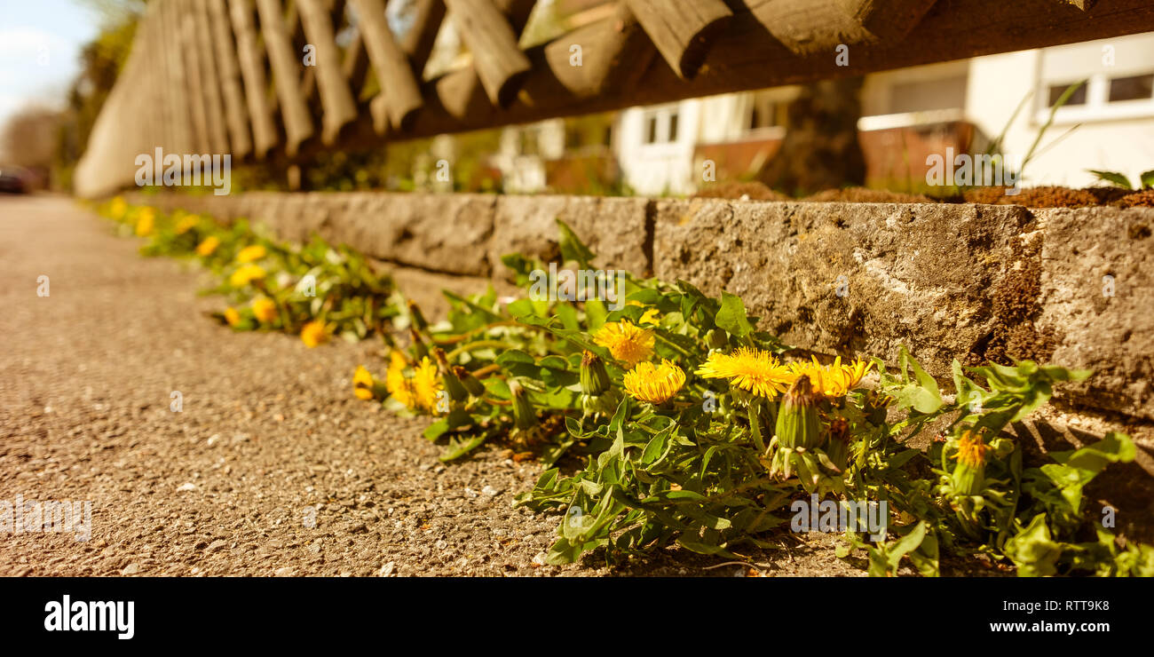 Löwenzahn mit gelber Blume an eine Wand mit Zaun und Garten vorne und Bürgersteig Stockfoto