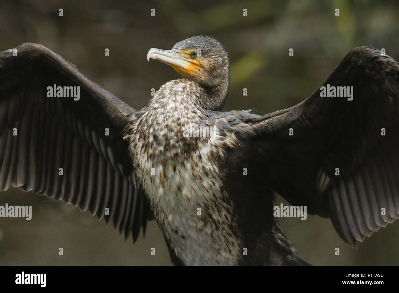 Eine hübsche Kormoran (Phalacrocorax carbo) seine Flügel nach der Jagd unter Wasser für Fische. Stockfoto