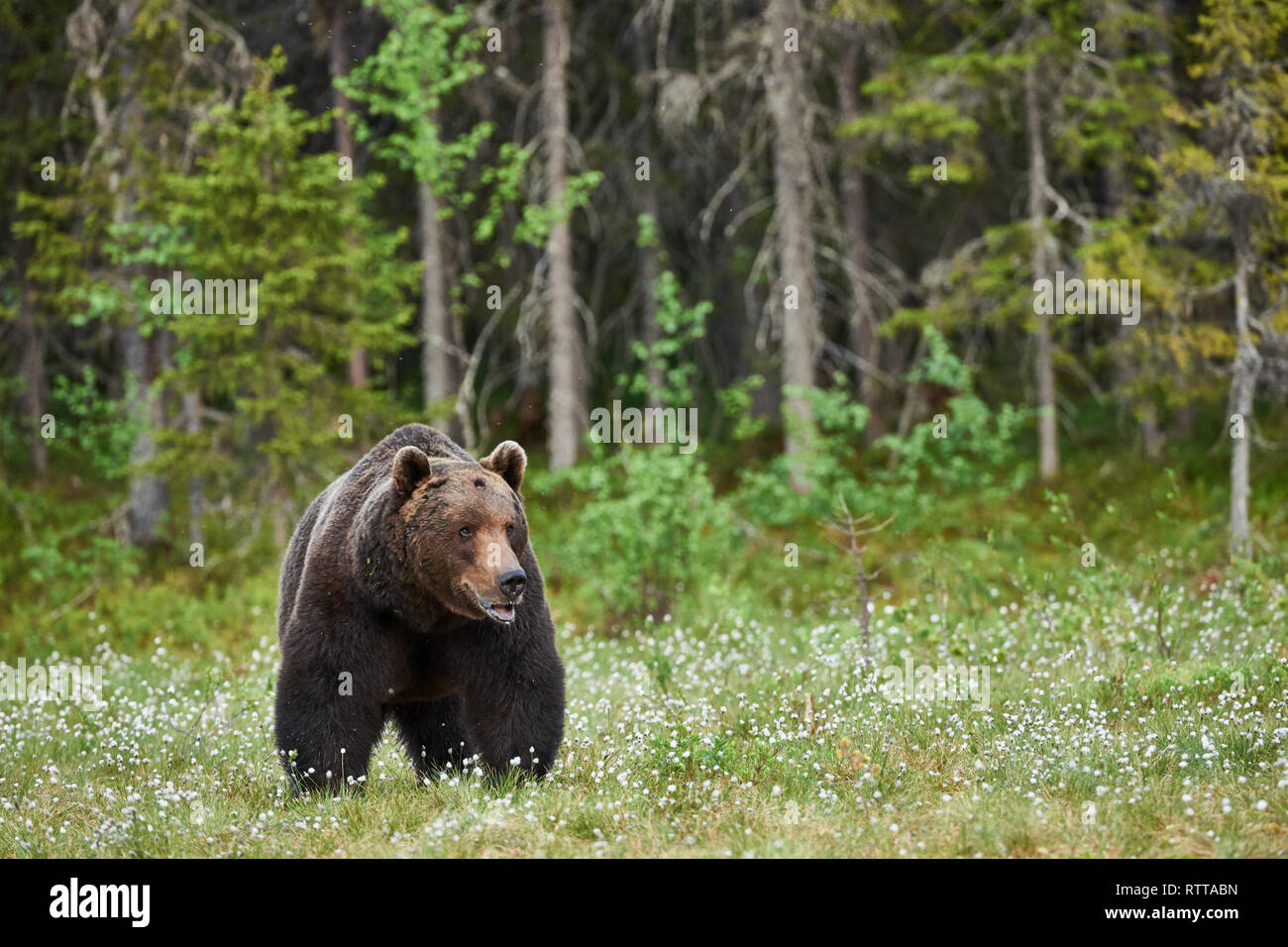 Schönen männlichen Braunbären in der Taiga in Nordeuropa fotografiert. Stockfoto