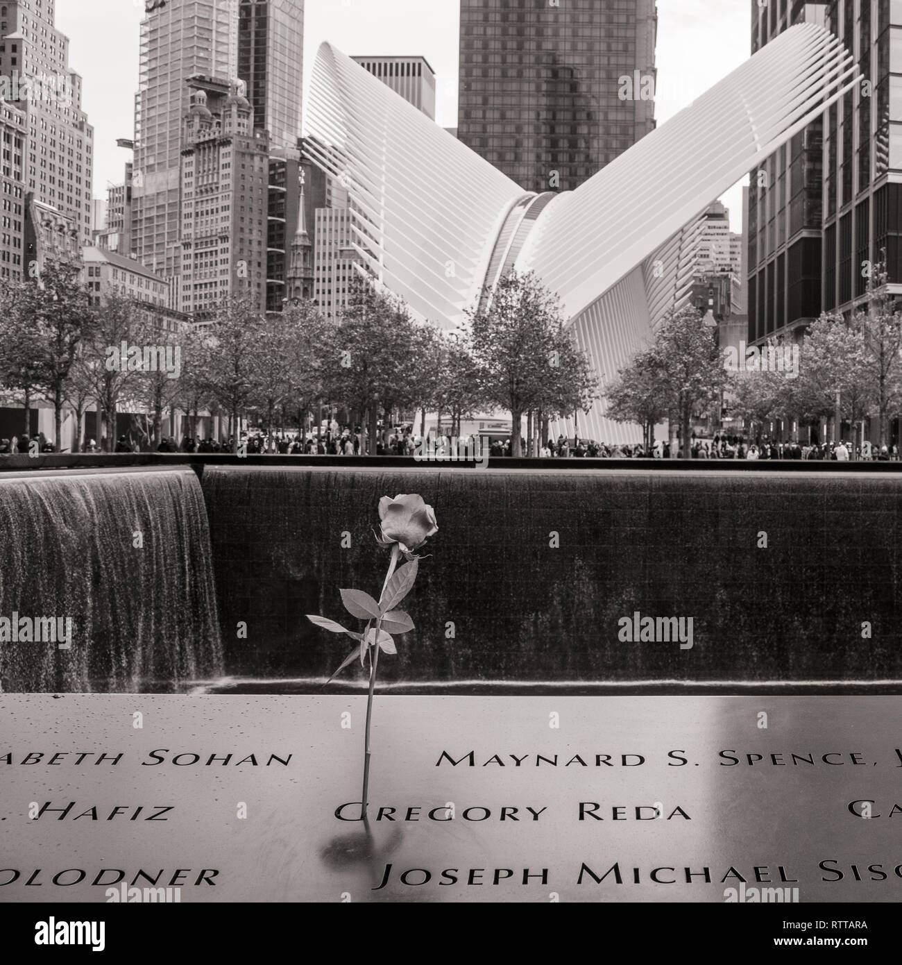 Single Rose, das Denkmal 9/11, NEW YORK CITY, mit dem Occulus Gebäude im Hintergrund Stockfoto