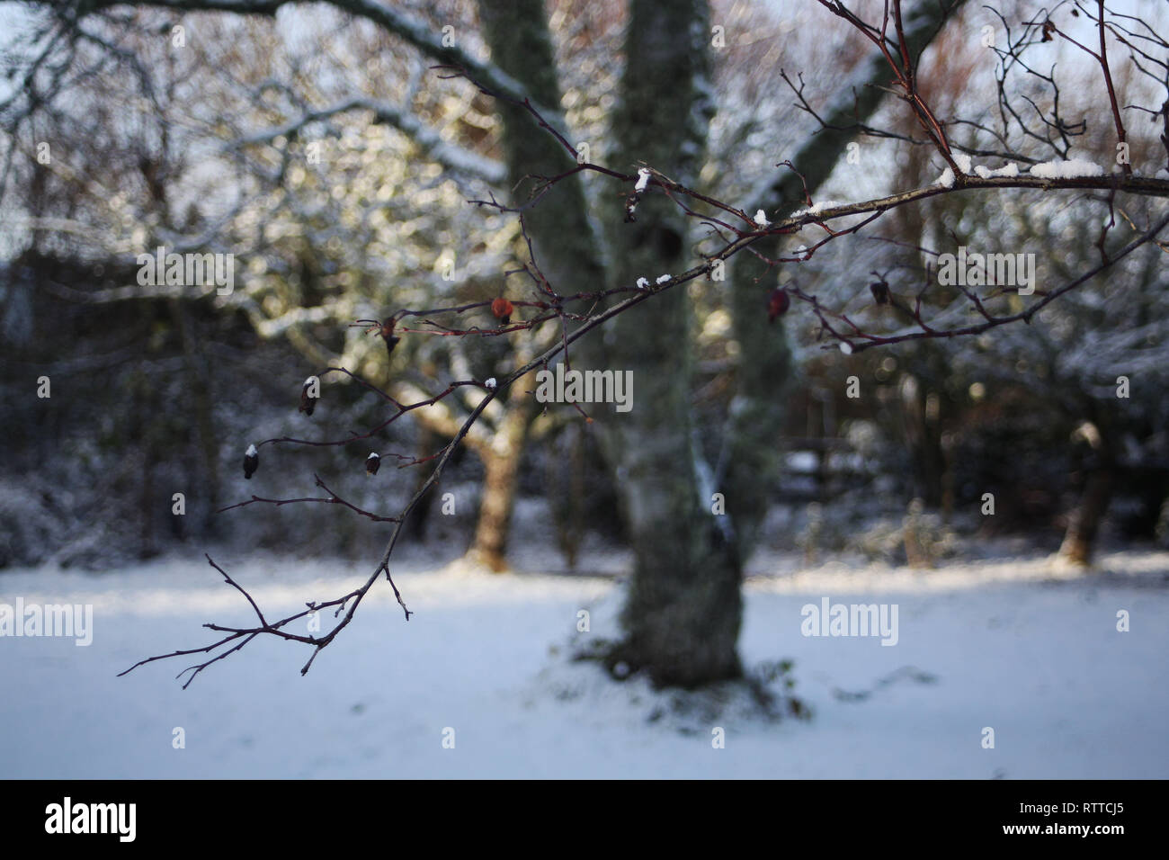Wintergarten Niederlassungen Stockfoto
