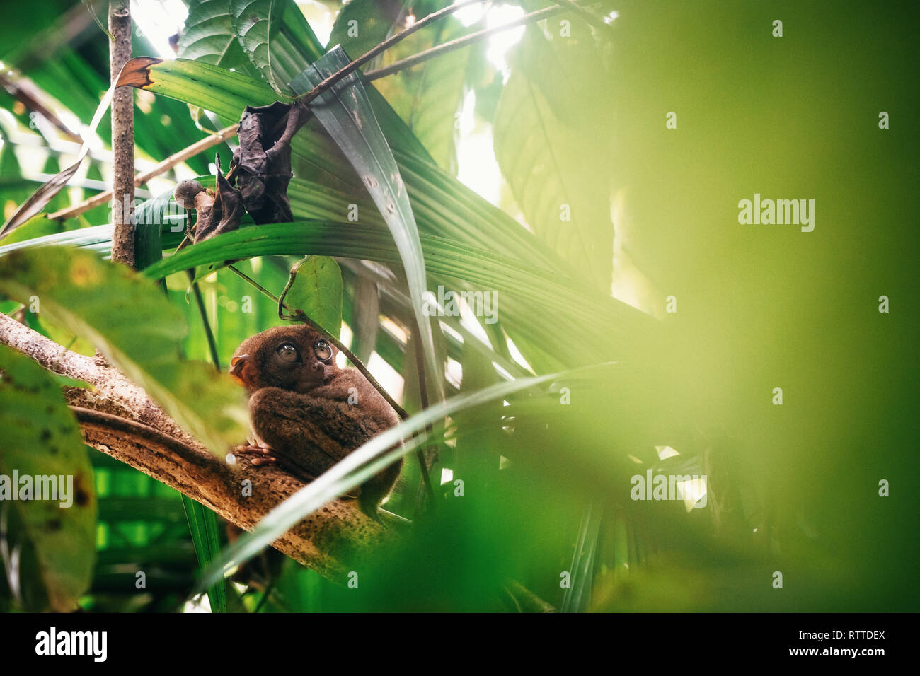 Tarsier sitzen auf Zweig mit grünen Blättern im Dschungel, Insel Bohol, Philippinen. Stockfoto