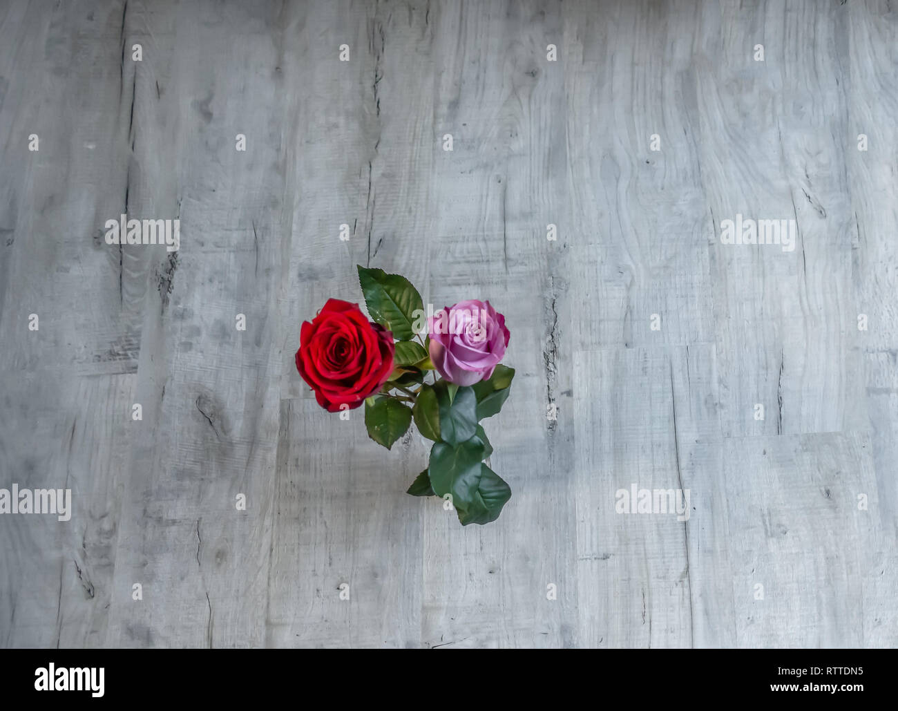 Flachbett Schuß von zwei Blühende Rosen auf einem grauen Hintergrund aus Holz. Grafik Ressource shot mit Platz rund um den zentralen Rosen. Stockfoto