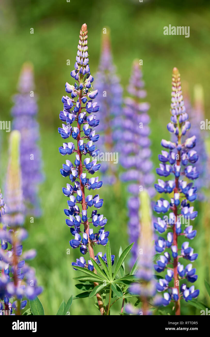 Schöne blaue Lupine, fotografiert in Norwegen im Frühjahr Stockfoto