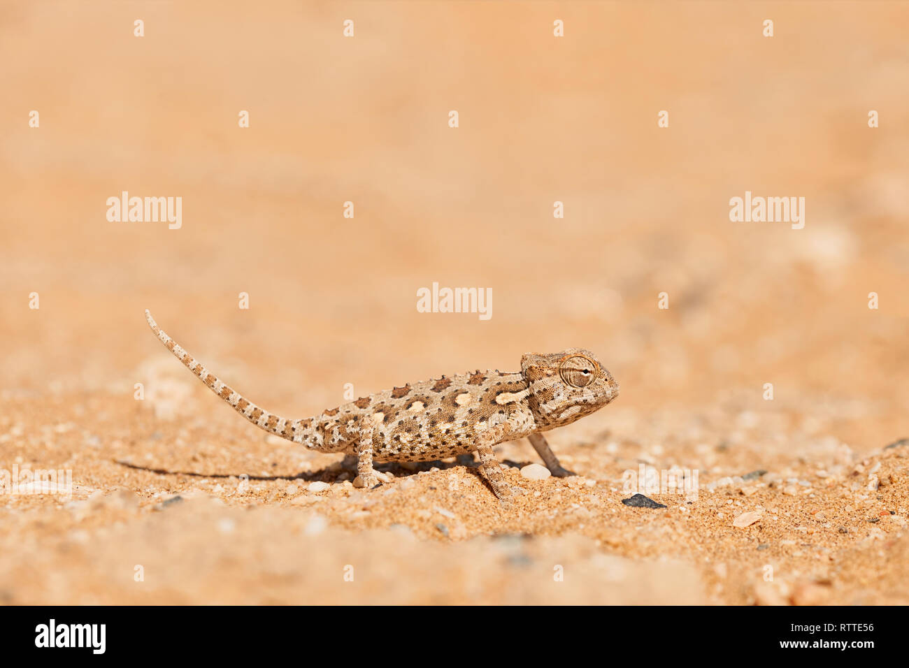 Namaqua chamäleon fotografiert in der Wüste dorob Stockfoto
