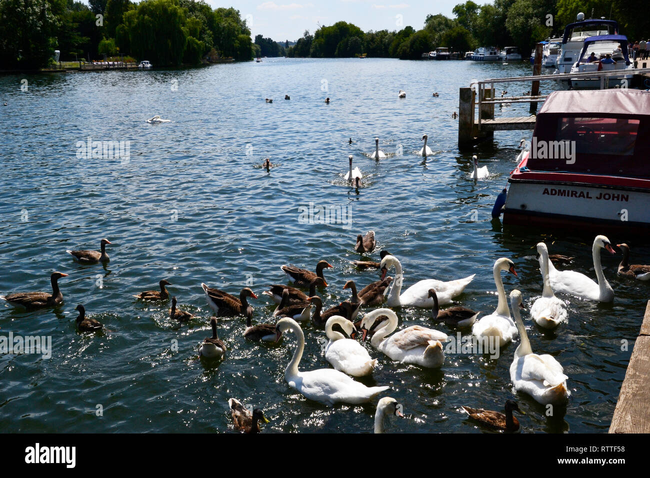 Schwäne auf dem Flußufer in Marlow, zugeführt. Die Themse in Marlow, Buckinghamshire, England, Großbritannien Stockfoto