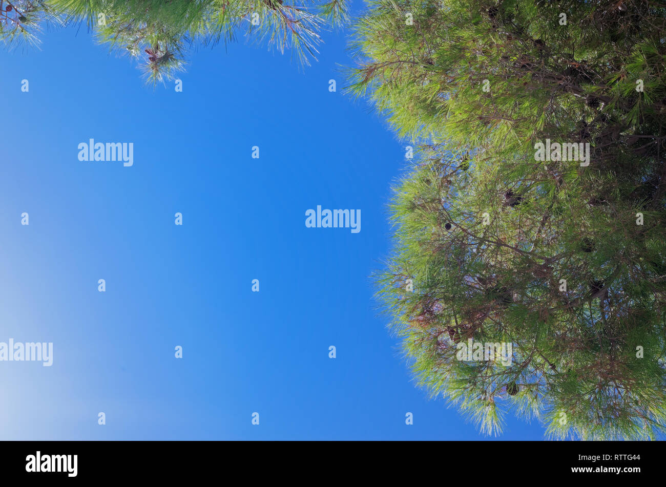 Zu den klaren blauen Himmel über die Filialen der Nadelwald Baum Stockfoto