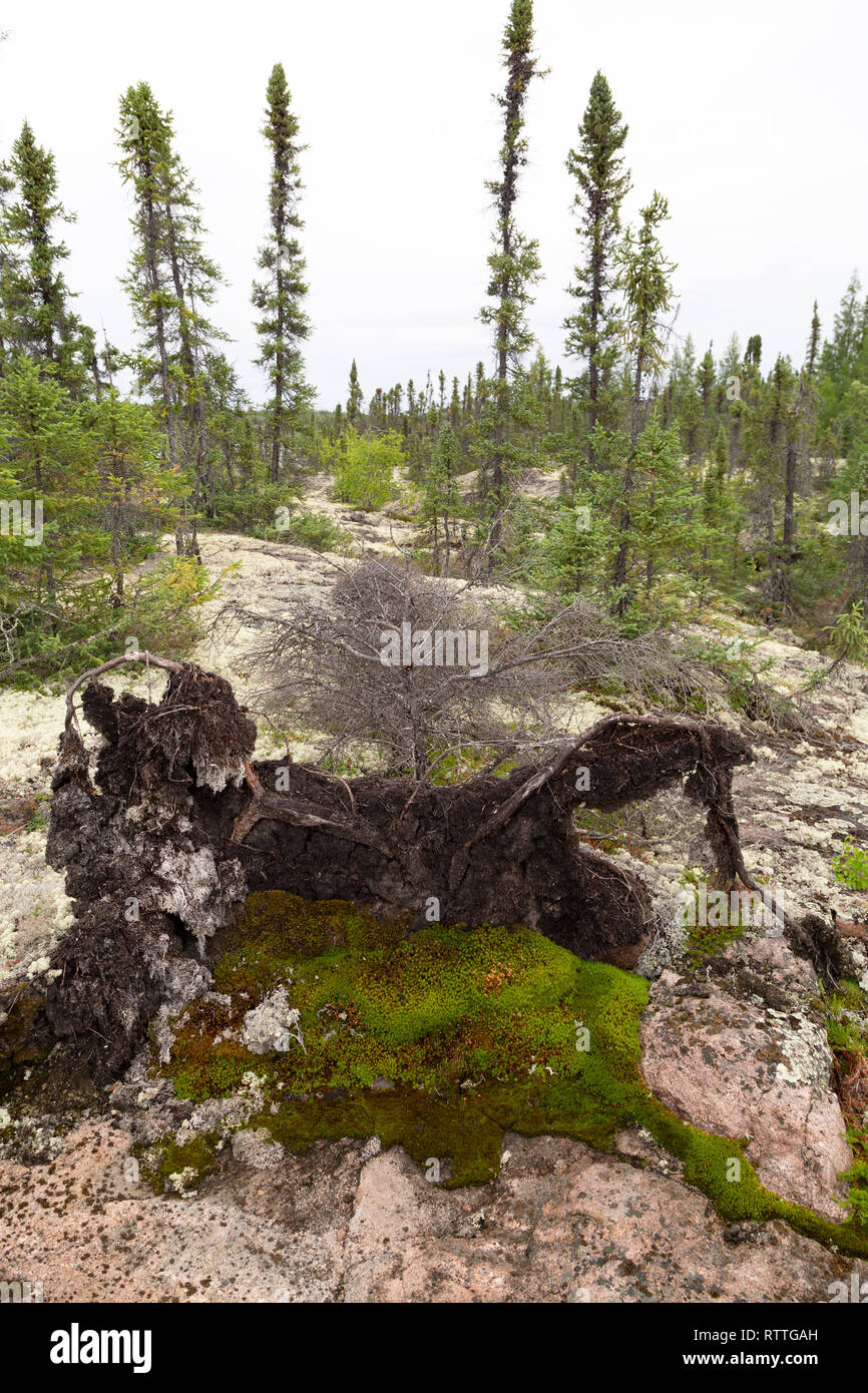 Umgedrehter Baum in Manitoba, Kanada. Der Baum ist auf einem esker gebildet, wenn die Ablagerungen durch subglaziale Flüsse während der letzten Eiszeit abgelagert wurde. Stockfoto