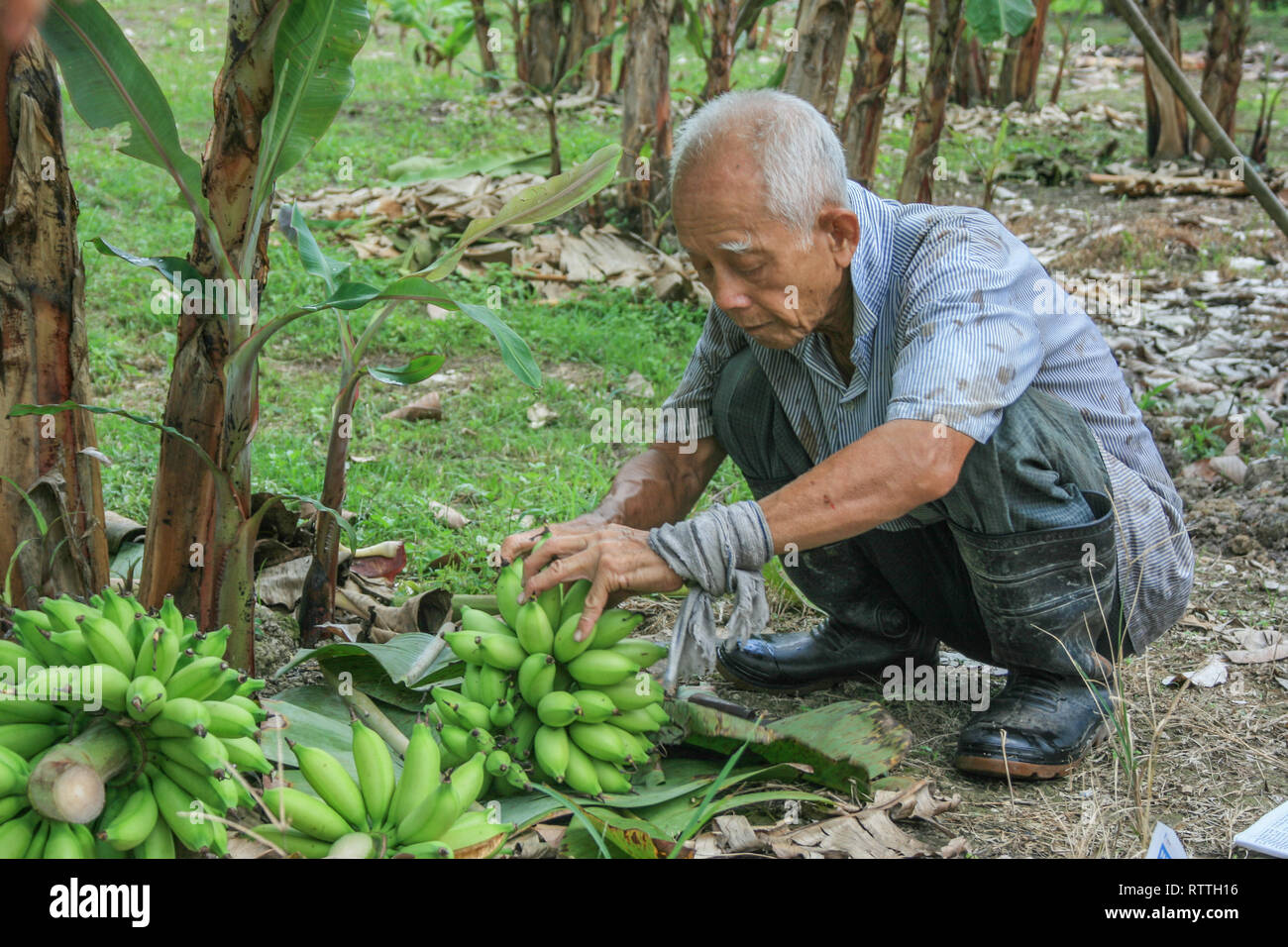 Bananen aus einem traditionellen Obstgarten, Johor, Malaysia Stockfoto