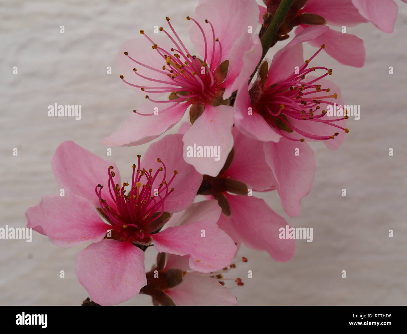 Nahaufnahme der schöne rosa Blumen auf einem Peach tree branch vor eine weiße Wand Hintergrund Stockfoto