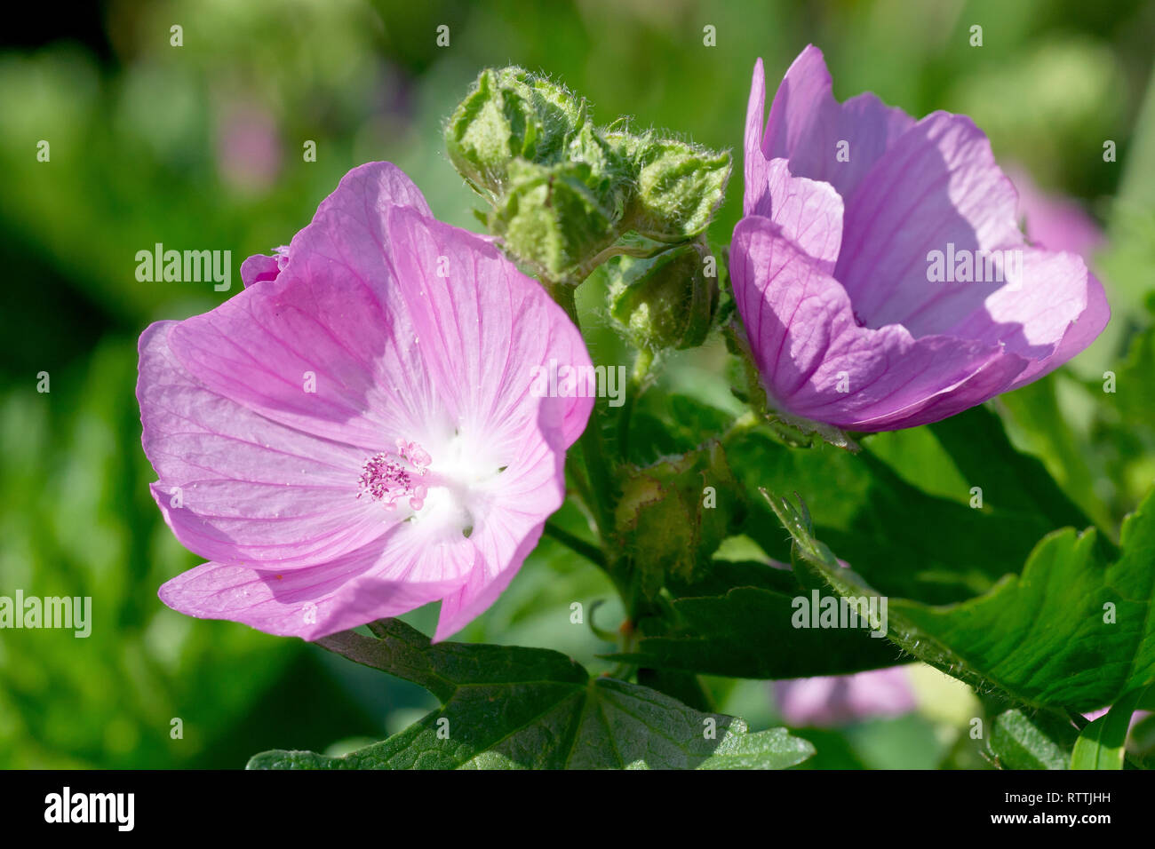Moschus Malve (Malva moschata), in der Nähe von ein paar Blumen. Stockfoto