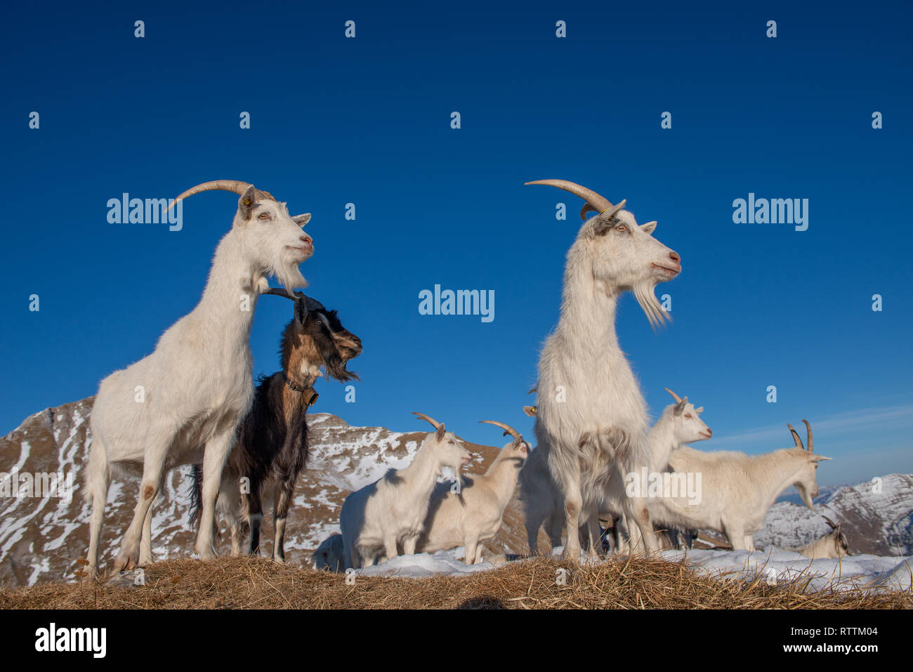 Ziegen, die in den gebirgigen und Kaschmir Regionen Stockfoto