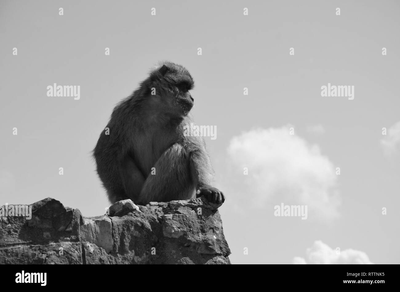 Barbary macaque Affen in Schwarz und Weiß, Gibraltar Stockfoto