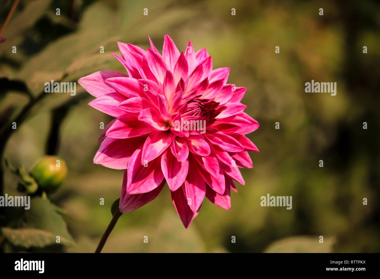 Rote Dahlie Blume Stockfoto