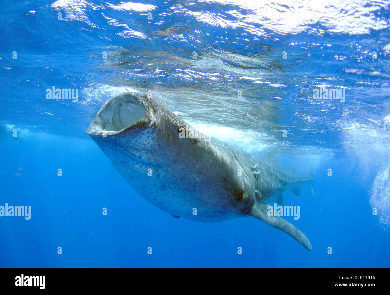 Der Walhai, der Firma IPCON Typus, Quintana-Roo, Mexiko, Karibik Stockfoto