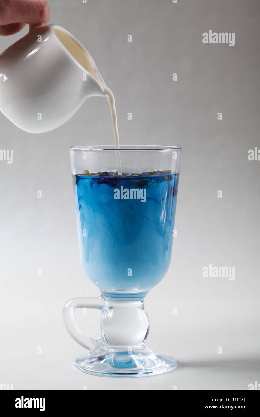 Schütte die Milch in eine Tasse blau Butterfly pea Kaffee Anchan auf grauem Hintergrund. Blaue Thai Tee und Milch gemischt. Stockfoto