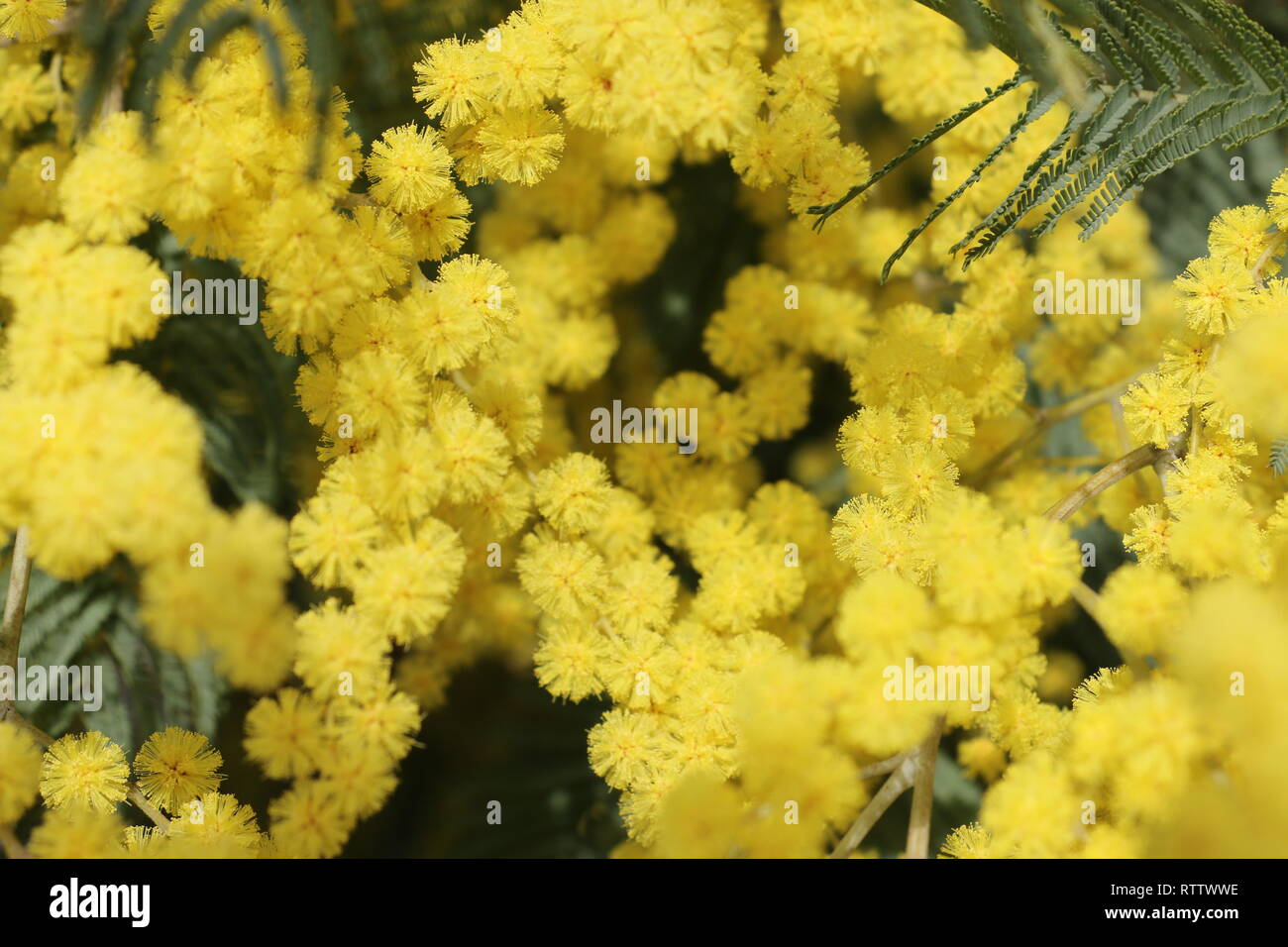 Zahlreiche gelbe Wildblumen am Anfang des Frühlings eingefangen, bei Tageslicht, eingetaucht und in der Mitte dieser vielen schönen Blumen unter Wasser Stockfoto