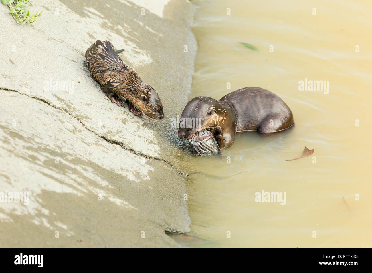 Glatte beschichtete Otter pup Fisch von einem Familienmitglied auf konkrete River Bank eingezogen werden Stockfoto