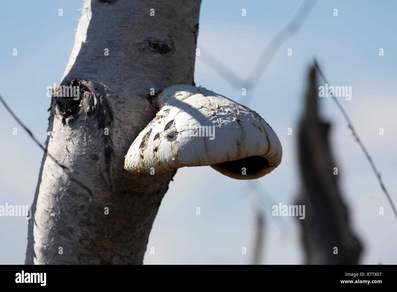 Pilz auf einem Baum in Manitoba, Kanada. Die fugus ist für medizinische Zwecke verwendet. Stockfoto