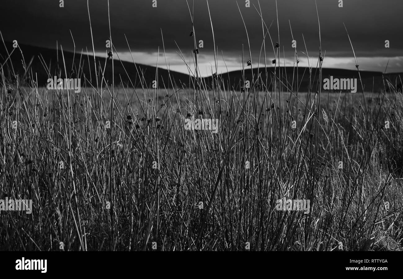 Reed Gras Landschaft der schottischen Highlands Stockfoto