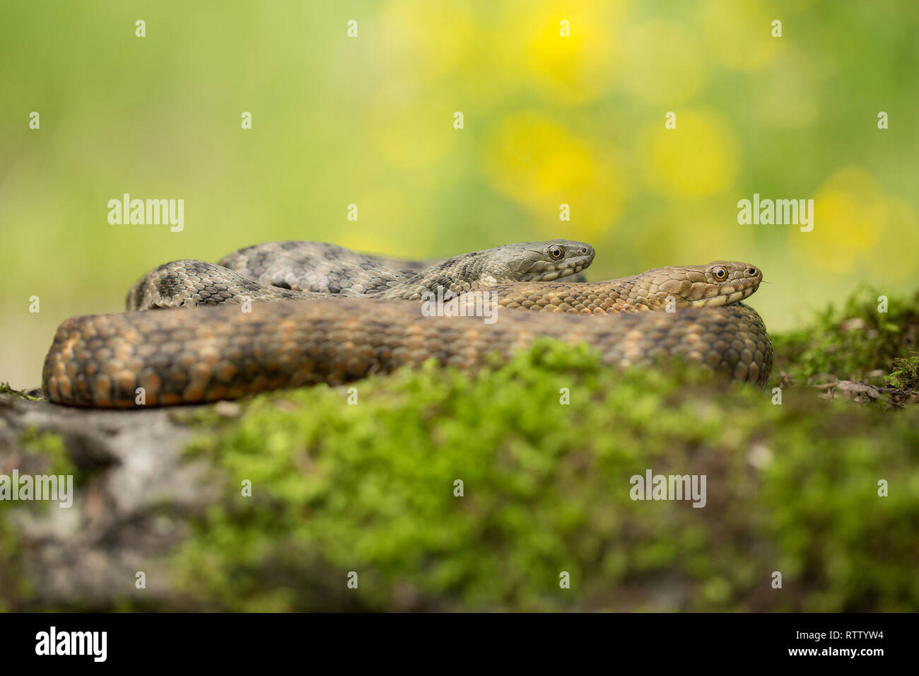Würfelnatter Natrix tessellata in der Tschechischen Republik Stockfoto