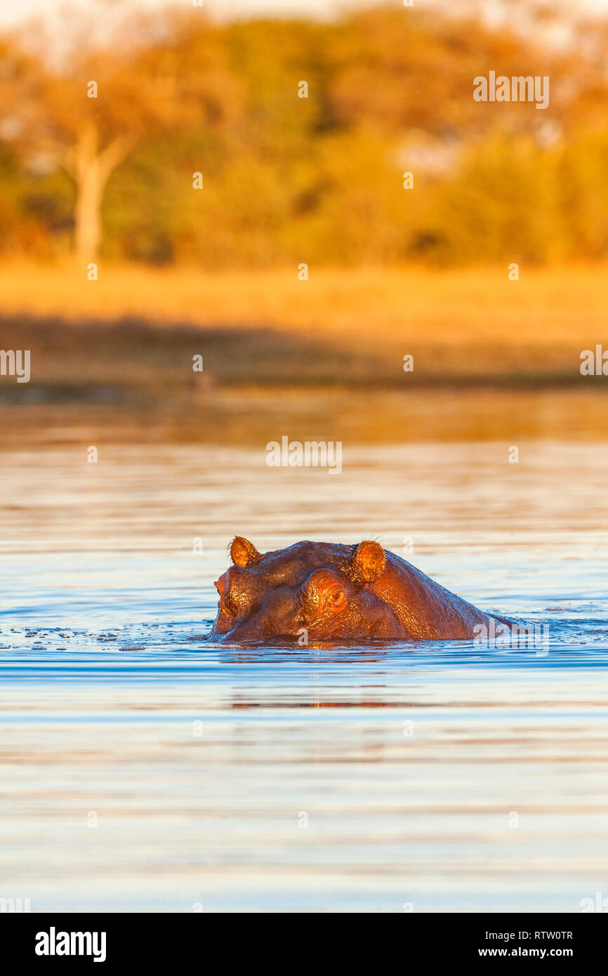 Ein großer Hippopotamus Hippopotamus Amphibius im Hwange National Park Simbabwe gesehen. Stockfoto