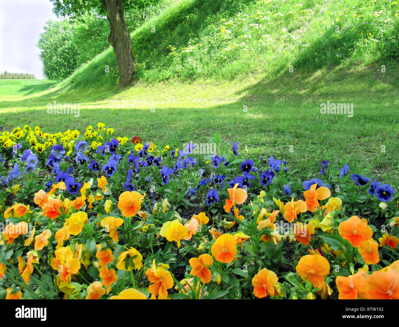 Stiefmütterchen auf dem Hintergrund eines Hügels mit einem Baum Stockfoto