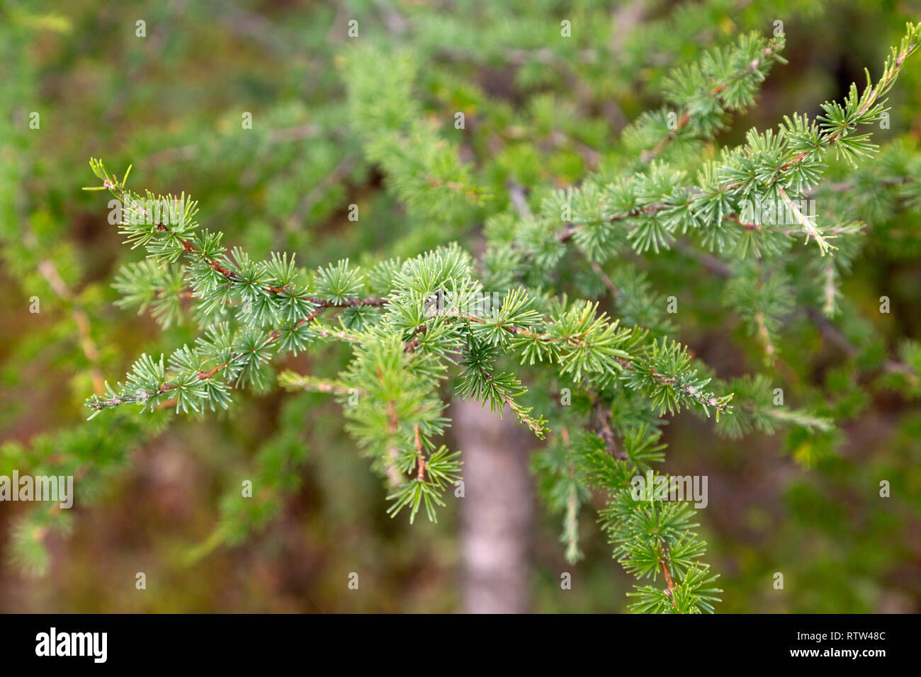 Blätter eines Baumes in Manitoba, Kanada. Stockfoto