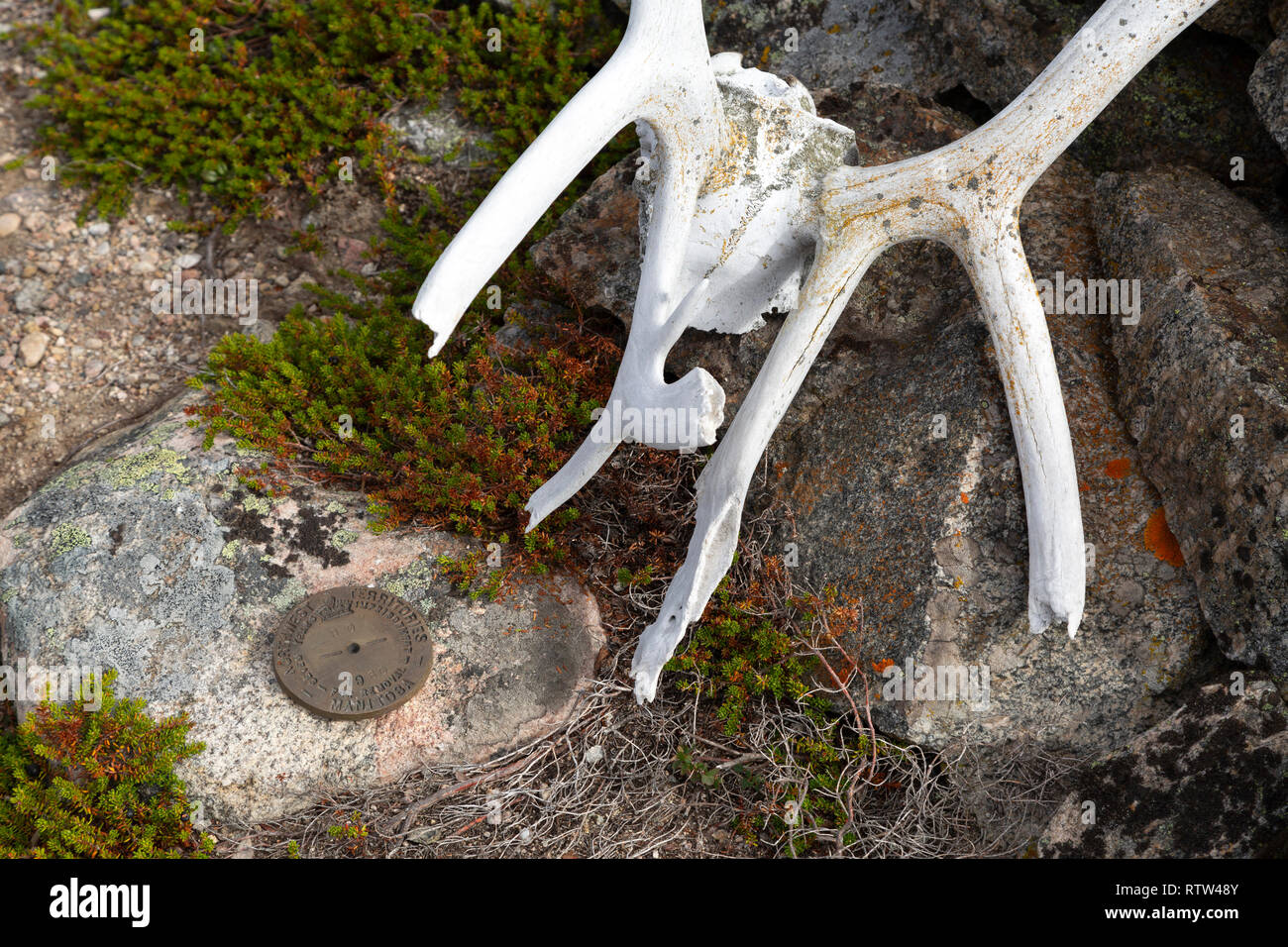 Geweih von einem Cairn auf der Grenze zwischen dem Northwest Territories (jetzt Nunuvut) und Manitoba in Kanada. Stockfoto