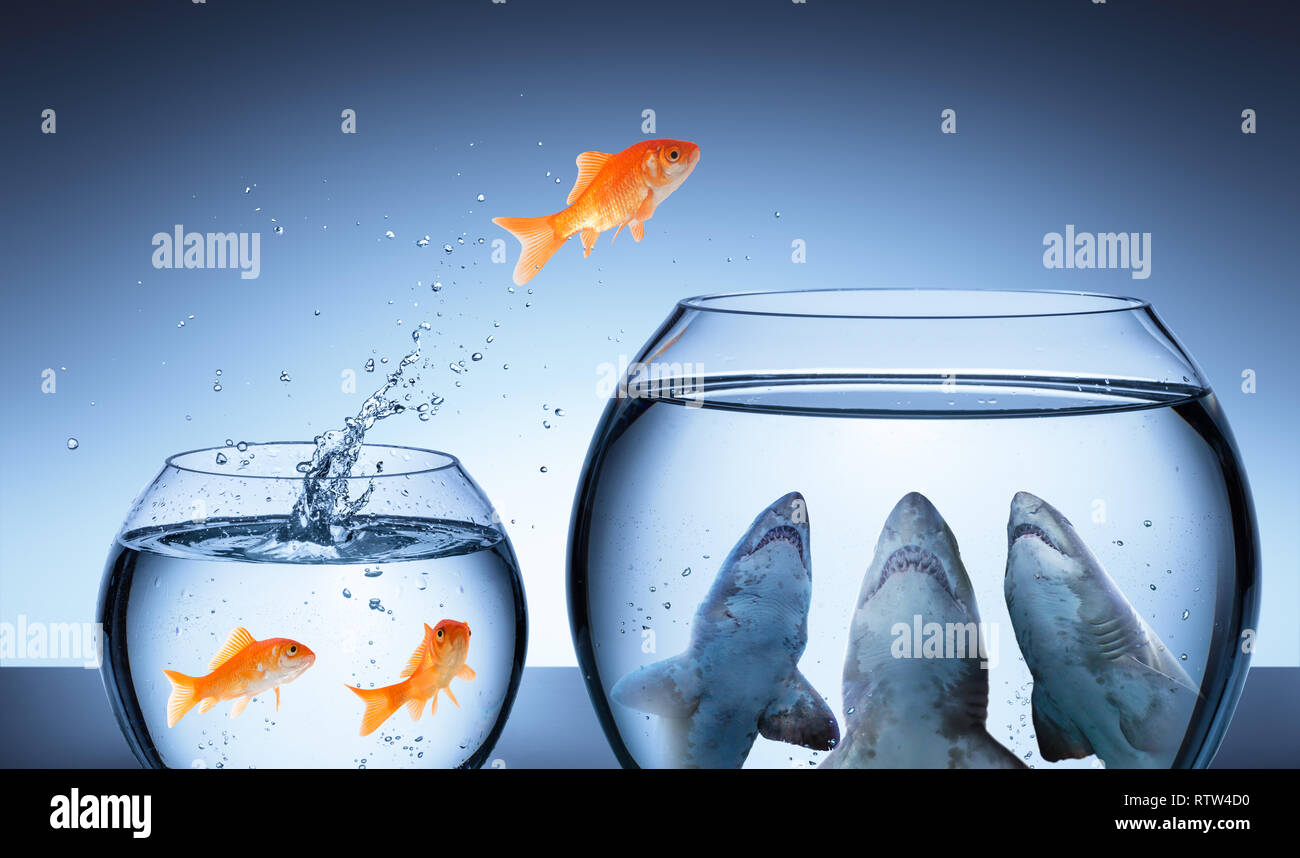Shark Trap-Business Risk Konzept - goldfisch Springen in Shark Tank Stockfoto