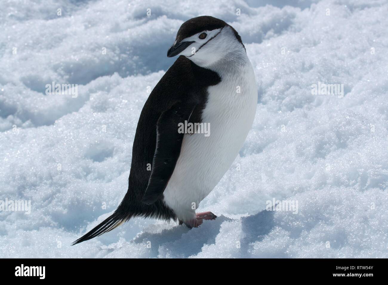 Antarktis isoliert Zügelpinguin Stockfoto