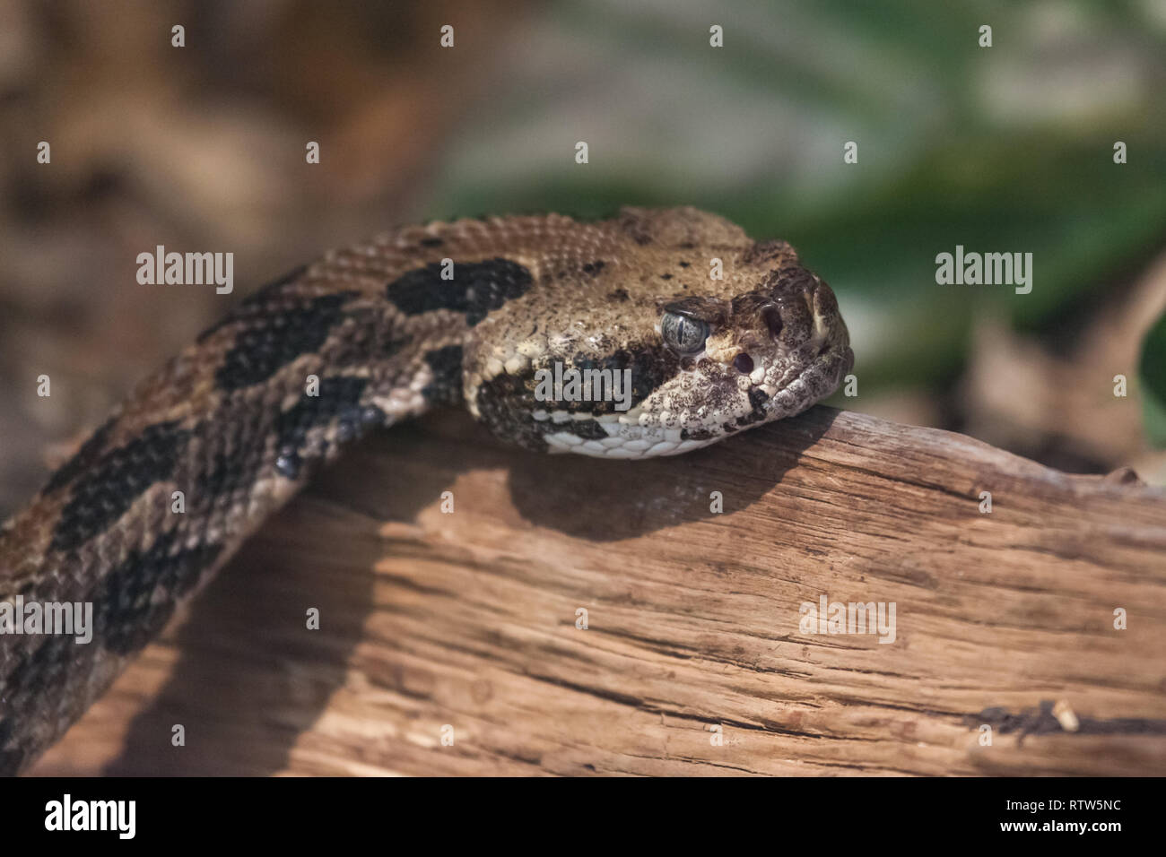 Kopf und Gesicht der mittlere Suchen pit Viper ruht auf einem Stück Holz in der Sonne. Stockfoto