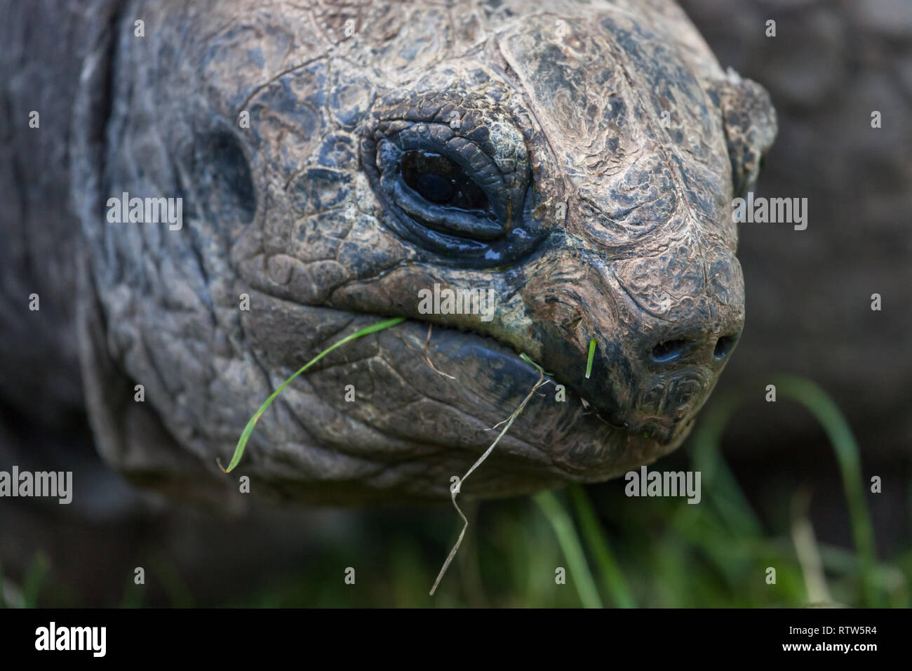 Eine Nahaufnahme des Gesichts einer riesigen Schildkröte mit weinenden Augen und Gras zu essen. Stockfoto