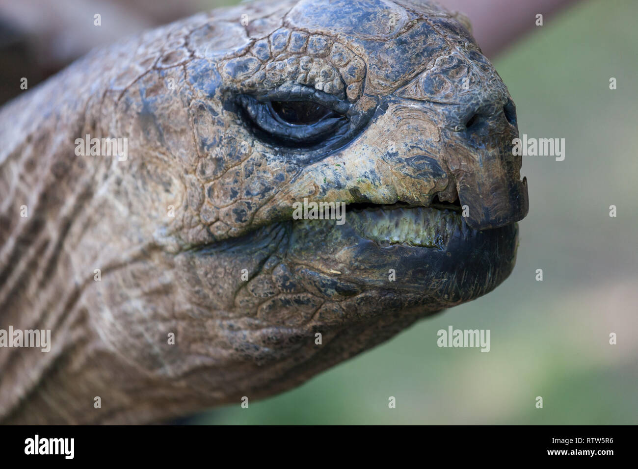 Eine riesige Schildkröte Kopf und Gesicht mit harten ledrige Haut und einem harten Maßstab Mund. Stockfoto