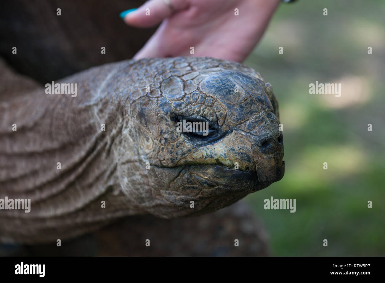 Einer Frau, die Hand auf den Kopf und Hals einer Riesenschildkröte in einem Streichelzoo zu berühren. Stockfoto