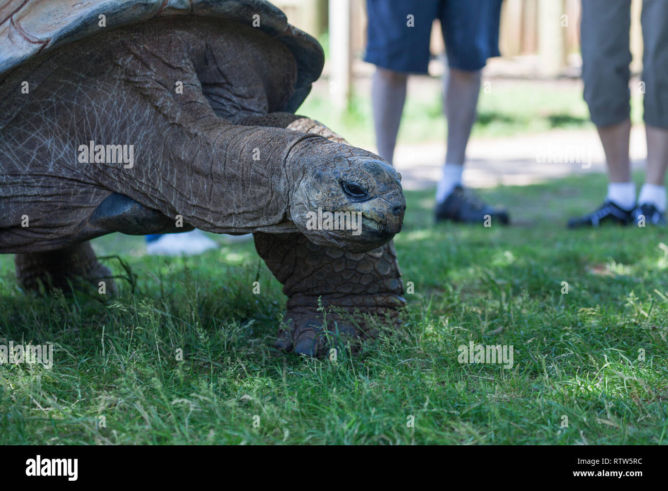 Eine riesige Schildkröte wandern im Gras mit Touristen im Hintergrund stehen. Stockfoto