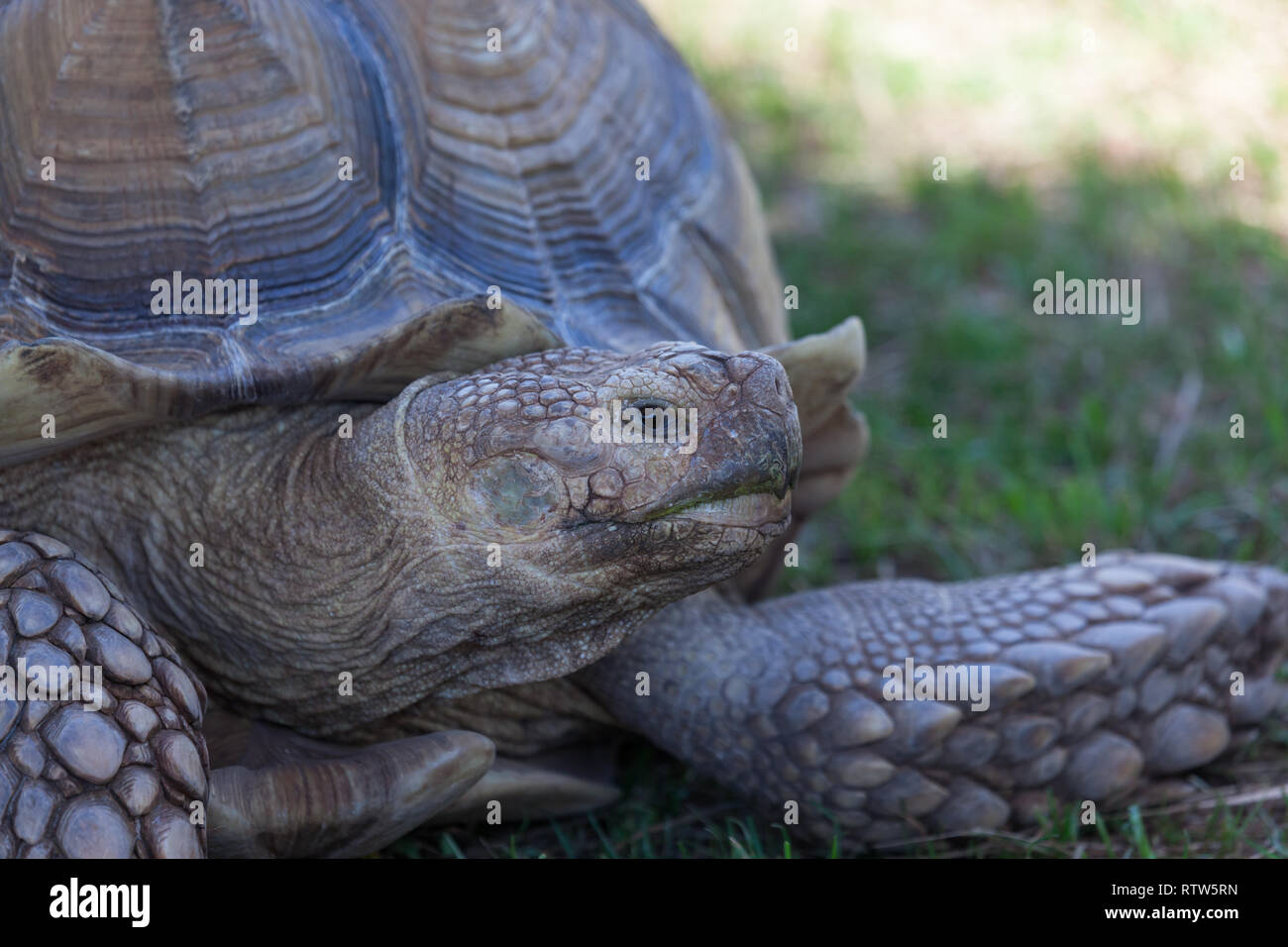 Nahaufnahme des Gesichts Arme und vordere Schale von einem Afrikanischen trieb Schildkröte Verlegung im grünen Gras. Stockfoto