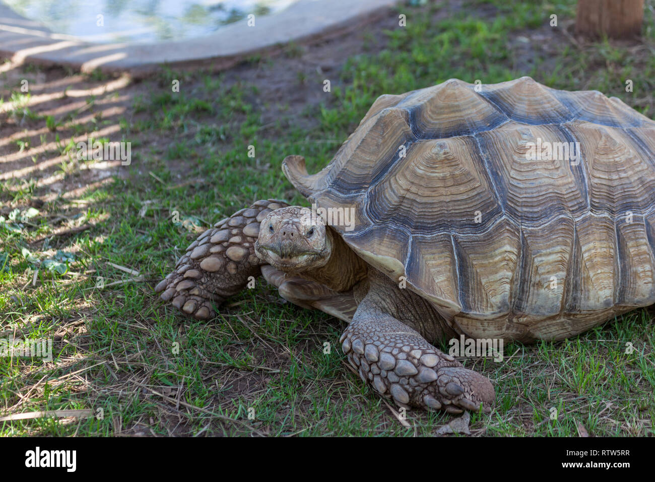 Eine Afrikanische trieb Schildkröte mit Holprigen spikes an den vorderen Beinen und geometrischen Mustern auf seine Schale auf dem Boden. Stockfoto