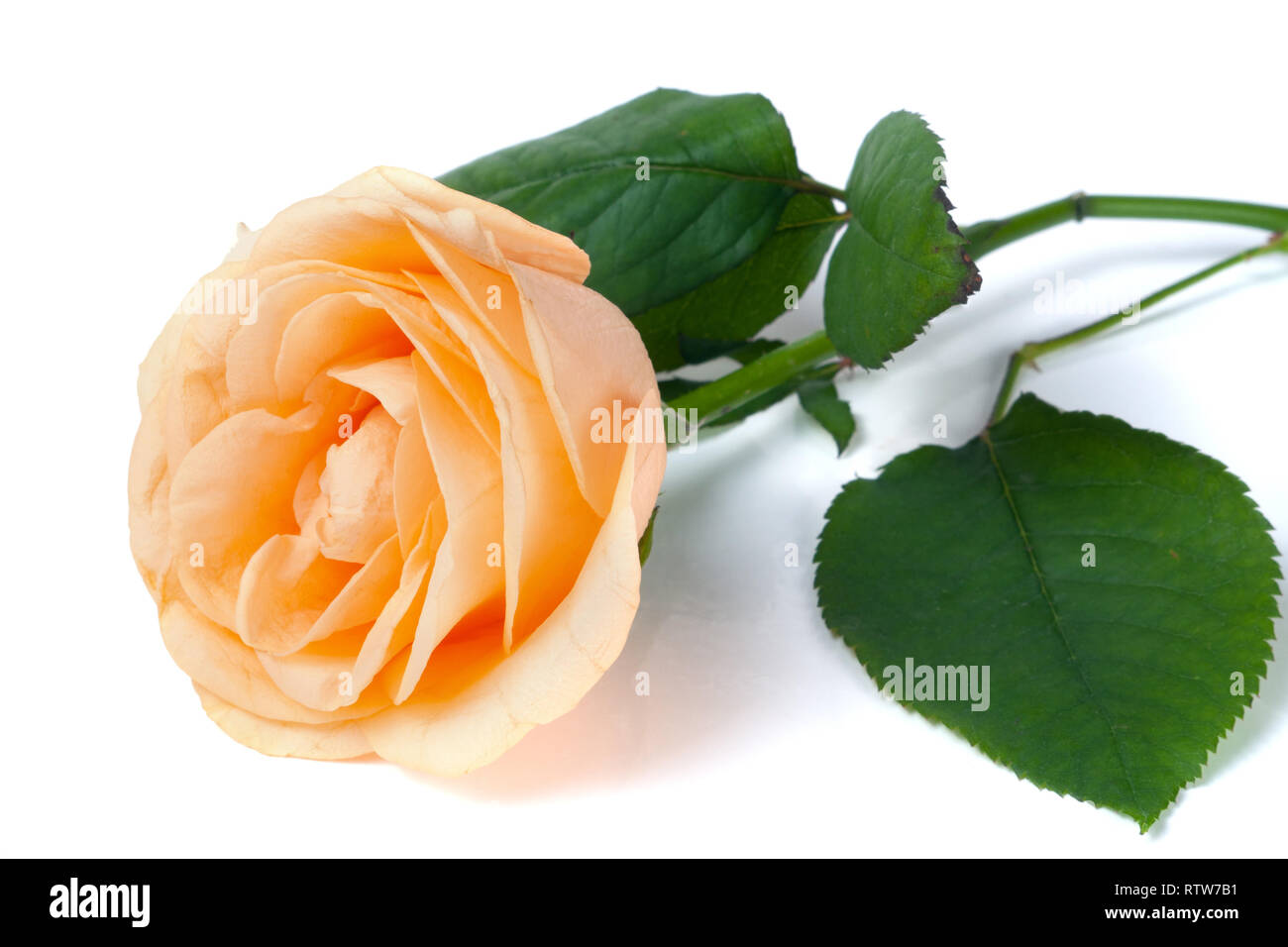 Peach Rose mit Blättern auf weißem Hintergrund Stockfoto