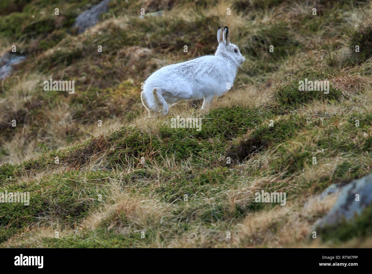 Der Schneehase, auch als weisser Hase, Schneehase, alpine Hase genannt, ist ein Zugweg Hase, die weitgehend zu Polar- und Berge angepasst wird. Stockfoto