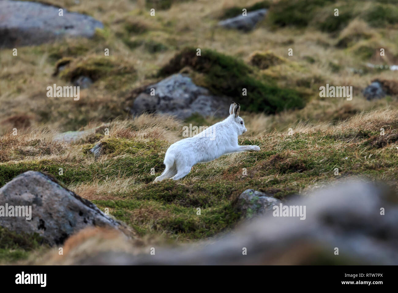 Der Schneehase, auch als weisser Hase, Schneehase, alpine Hase genannt, ist ein Zugweg Hase, die weitgehend zu Polar- und Berge angepasst wird. Stockfoto