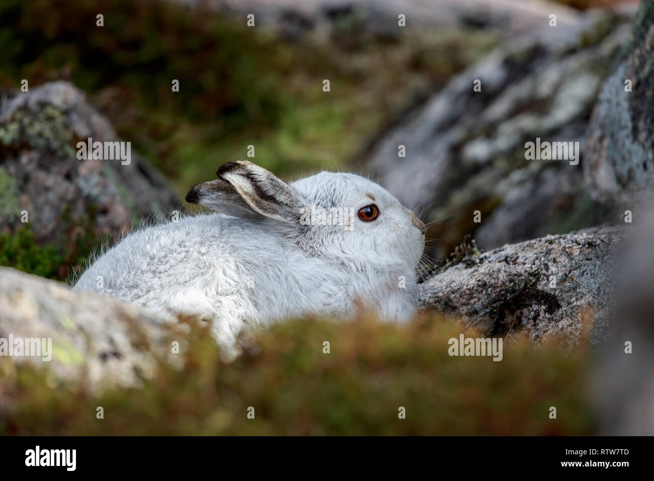 Der Schneehase, auch als weisser Hase, Schneehase, alpine Hase genannt, ist ein Zugweg Hase, die weitgehend zu Polar- und Berge angepasst wird. Stockfoto