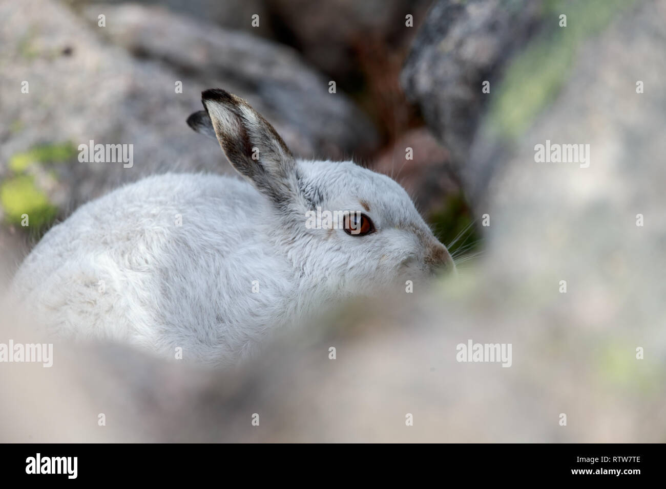 Der Schneehase, auch als weisser Hase, Schneehase, alpine Hase genannt, ist ein Zugweg Hase, die weitgehend zu Polar- und Berge angepasst wird. Stockfoto