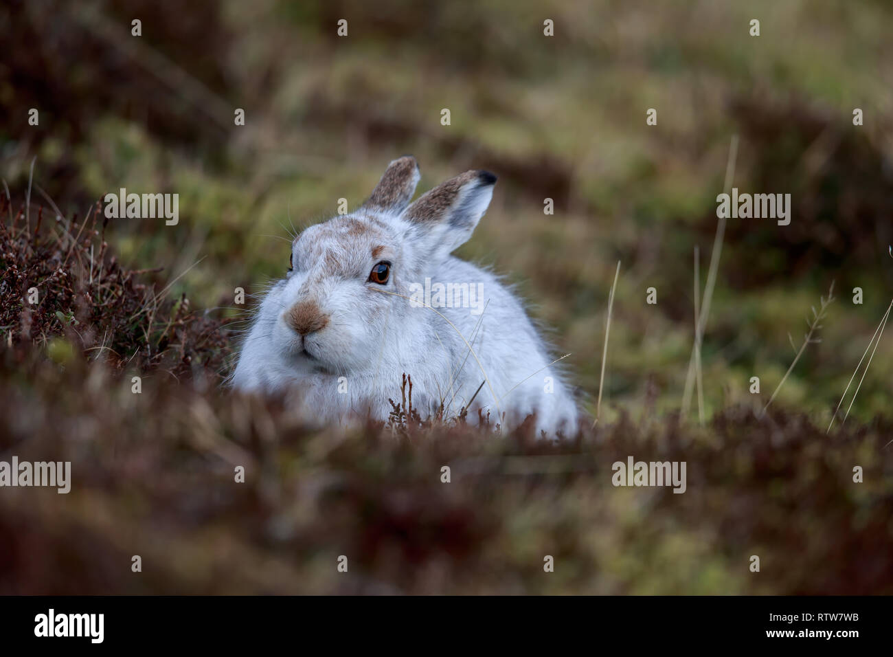 Der Schneehase, auch als weisser Hase, Schneehase, alpine Hase genannt, ist ein Zugweg Hase, die weitgehend zu Polar- und Berge angepasst wird. Stockfoto