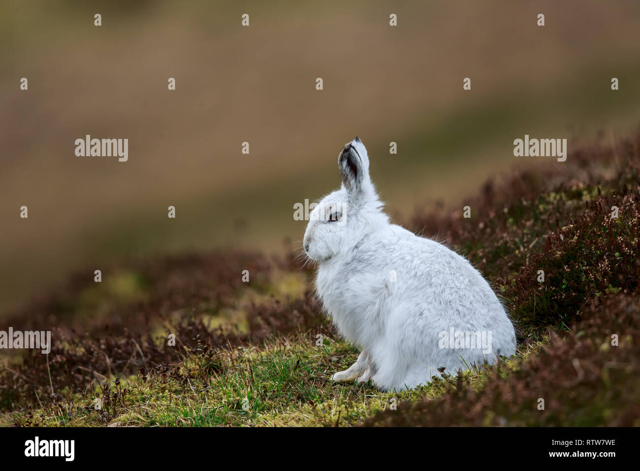 Der Schneehase, auch als weisser Hase, Schneehase, alpine Hase genannt, ist ein Zugweg Hase, die weitgehend zu Polar- und Berge angepasst wird. Stockfoto