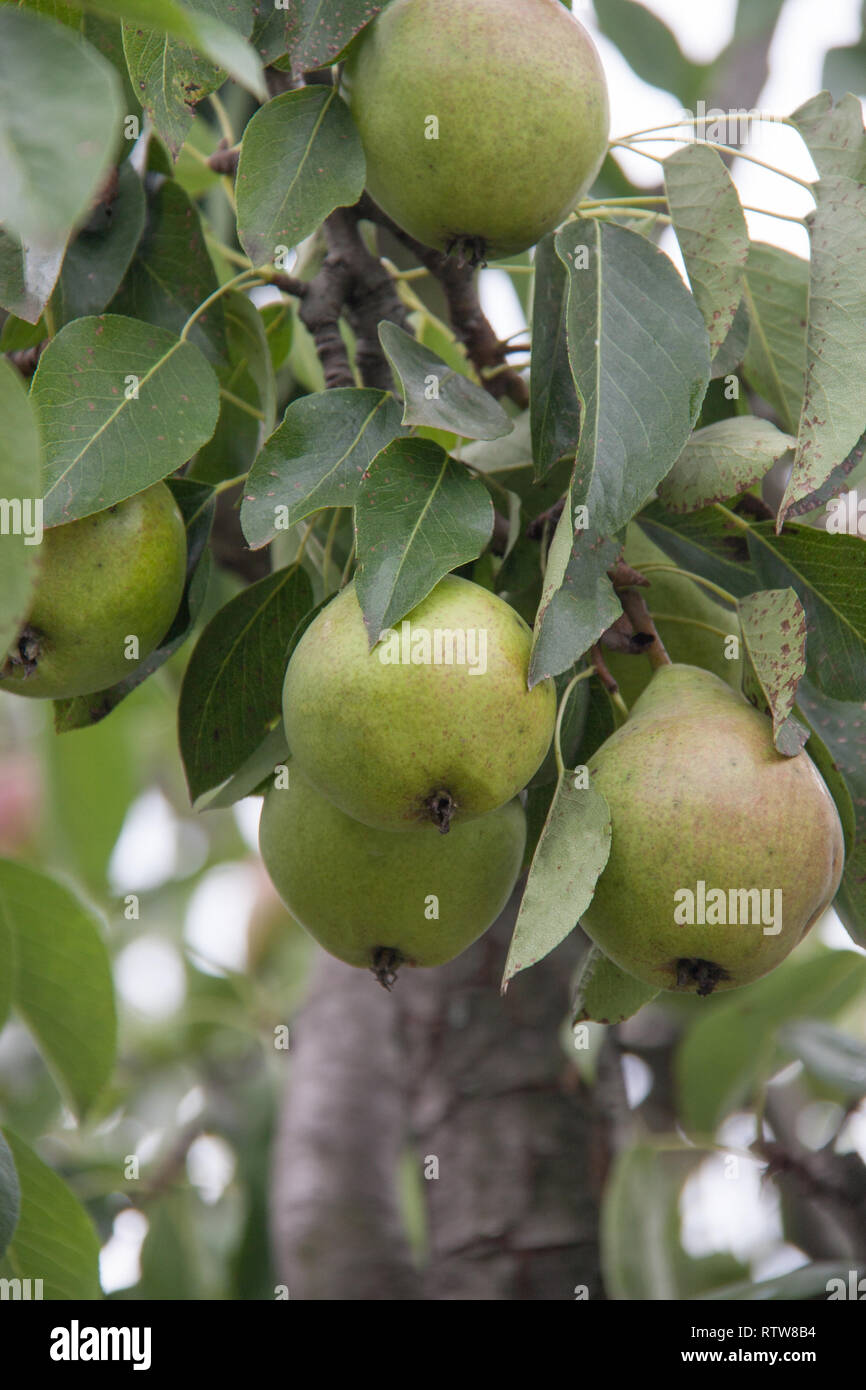 Birnen am Baum im Garten Sommer Stockfoto